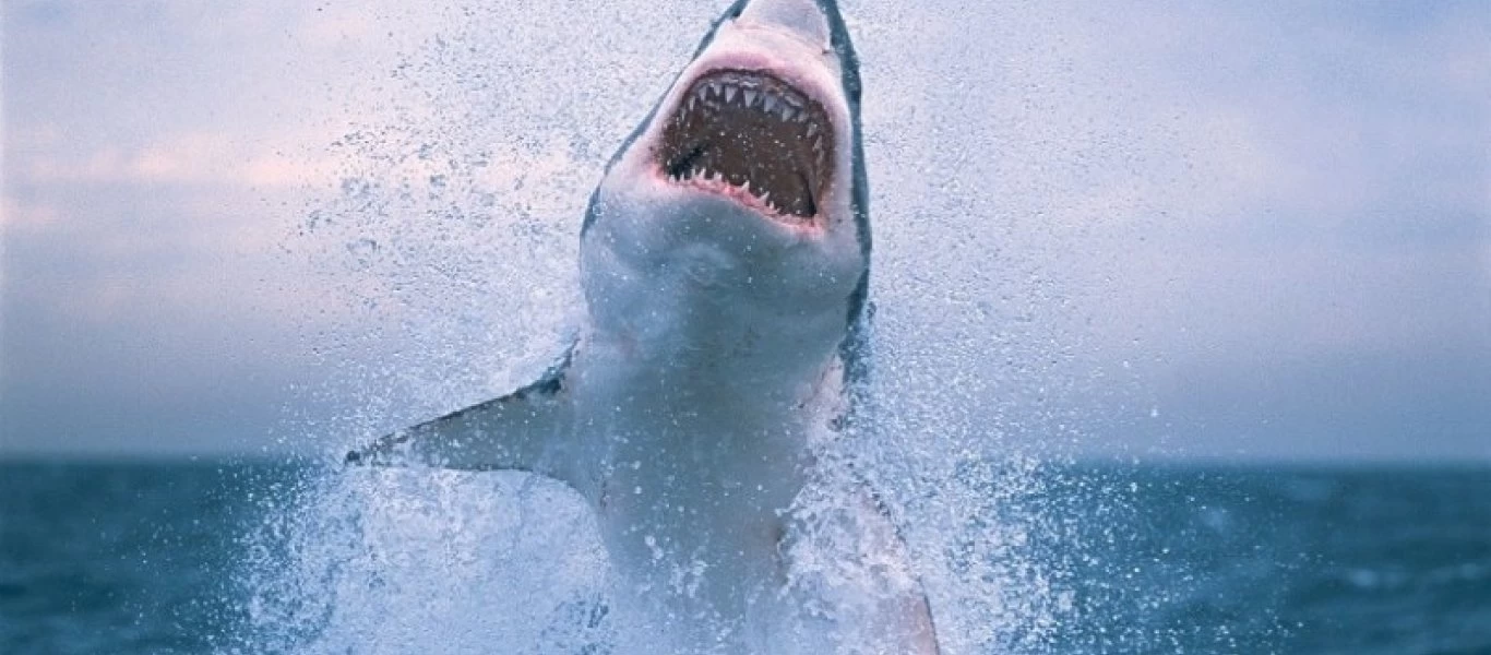 H συγκλονιστική στιγμή που αστυνομικός σώζει αγοράκι από καρχαρία (βίντεο)